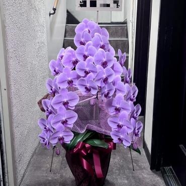 ピンクの胡蝶蘭お届けいたしました。｜「銀座ニューフラワー」　（東京都中央区の花キューピット加盟店 花屋）のブログ
