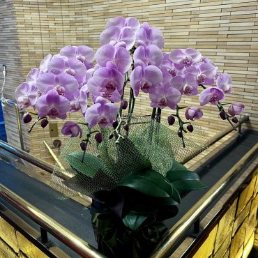 ミニ胡蝶蘭鉢お届けいたしました｜「銀座ニューフラワー」　（東京都中央区の花キューピット加盟店 花屋）のブログ
